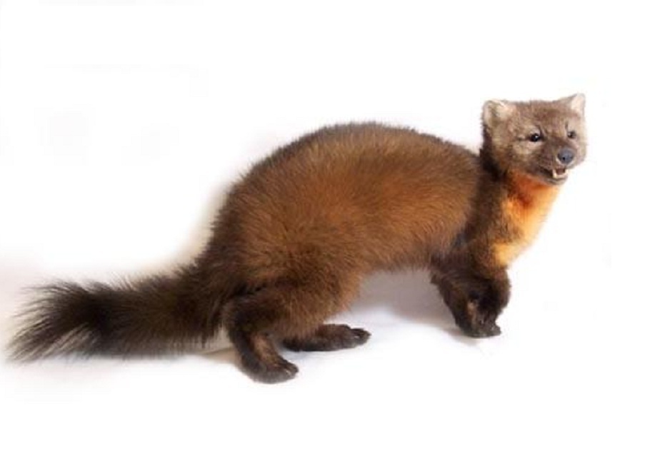 Куница на английском - Marten