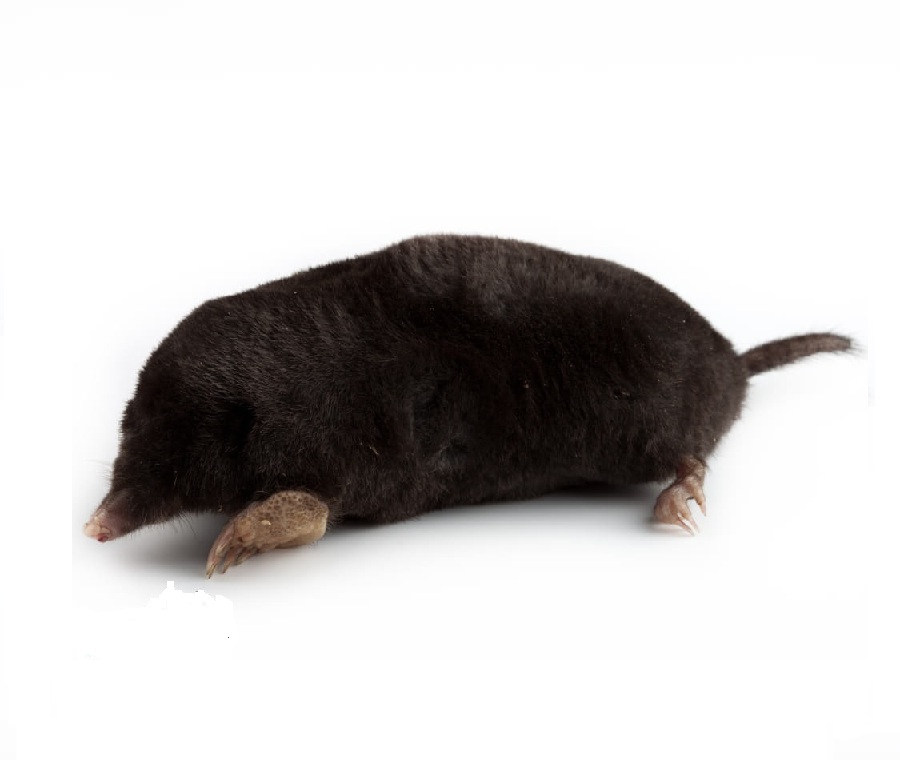 Крот на английском - Mole