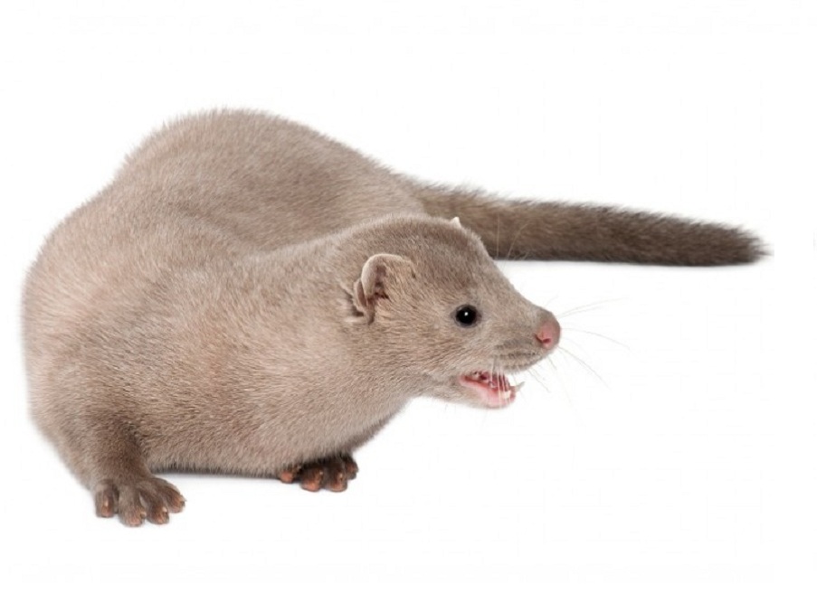 Мангуст на английском - Mongoose