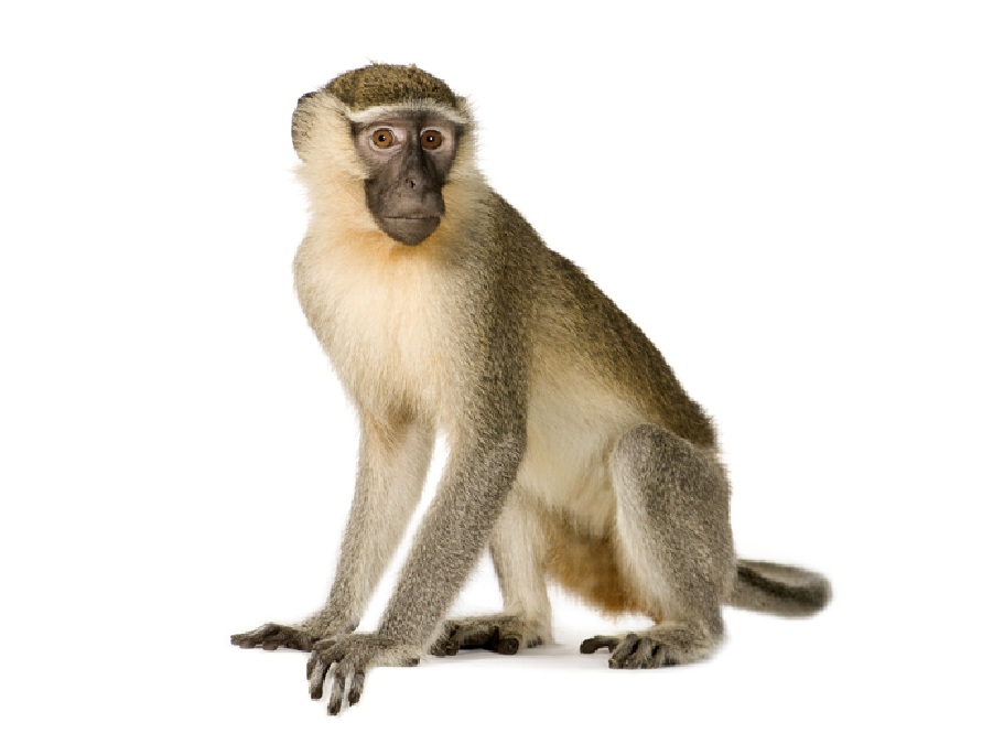 Обезьяна на английском - Monkey