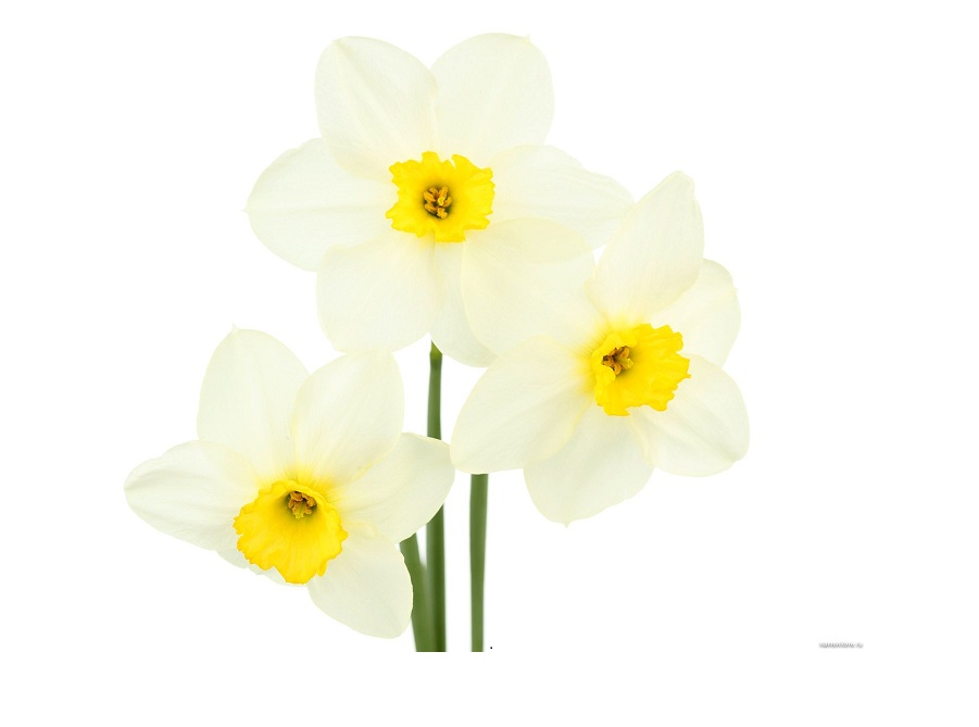 Нарцисс на английском - Narcissus