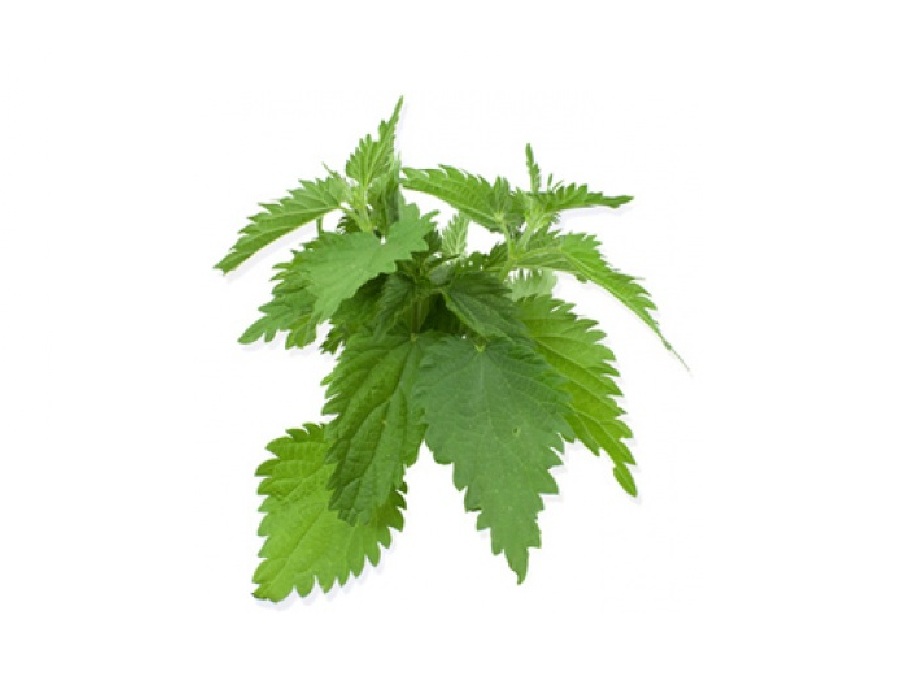 Крапива на английском - Nettle