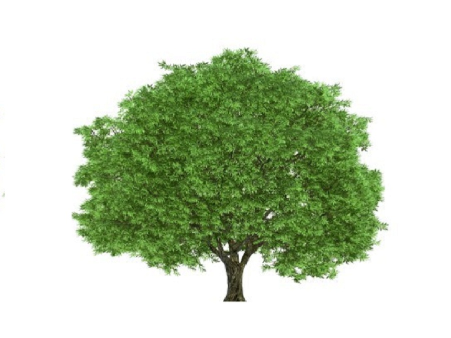 Дуб на английском - Oak
