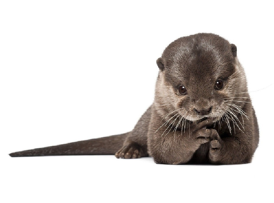 Выдра на английском - Otter