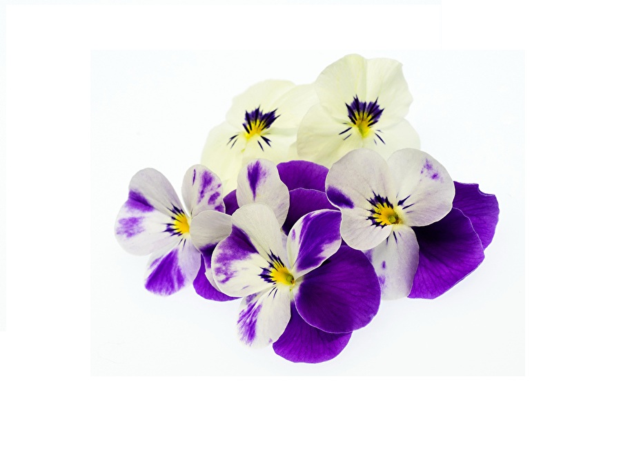 Анютины глазки на английском - Pansy