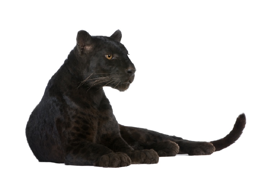 Пантера на английском - Panther