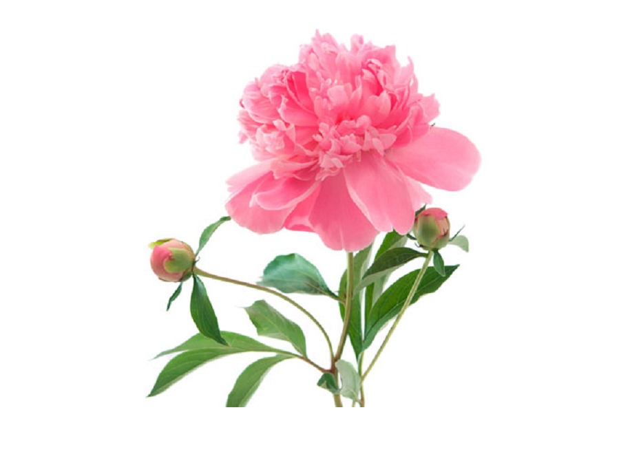 Пион на английском - Peony