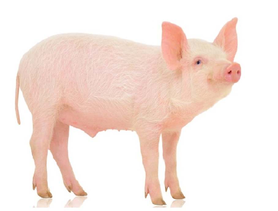 Свинья на английском - Pig