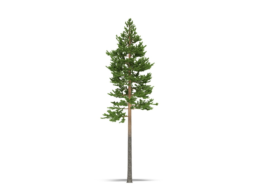 Сосна на английском - Pine