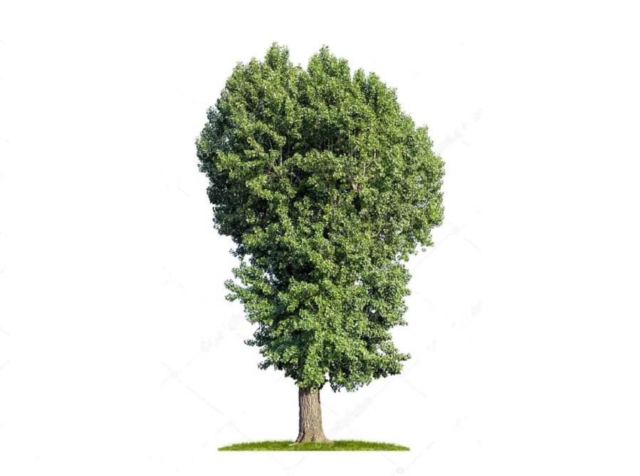 Тополь на английском - Poplar