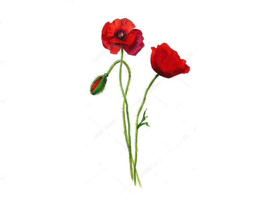 Мак на английском - Poppy