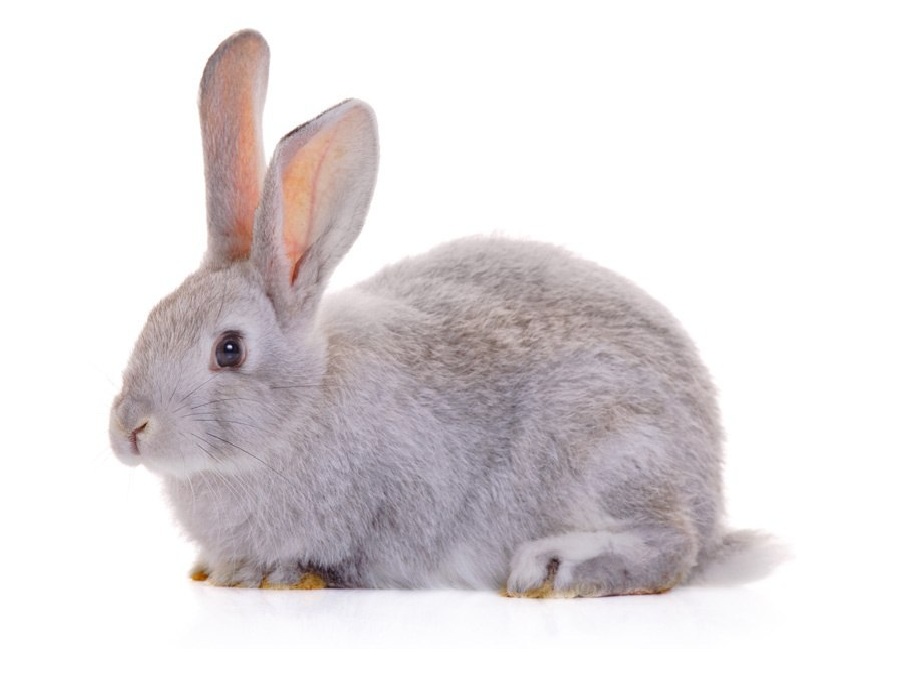 Кролик на английском - Rabbit