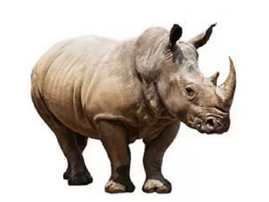 Носорог на английском - Rhino