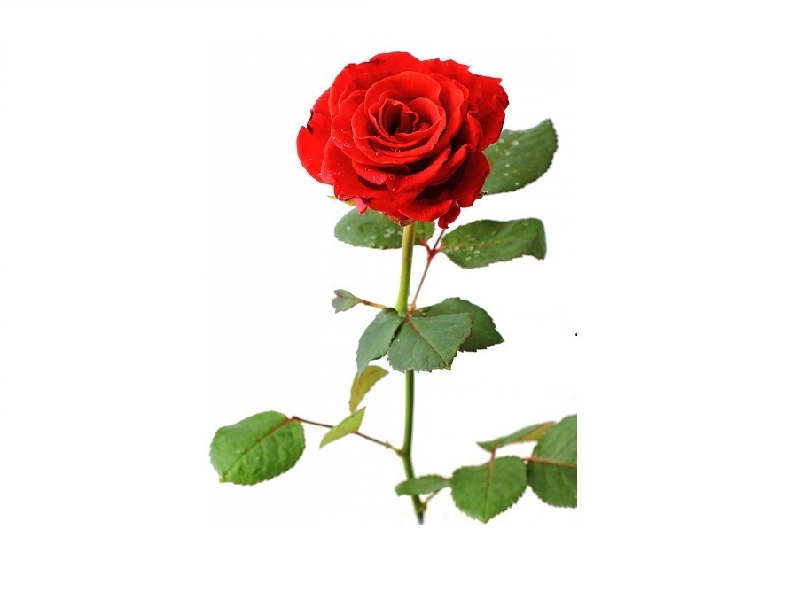 Роза на английском - Rose