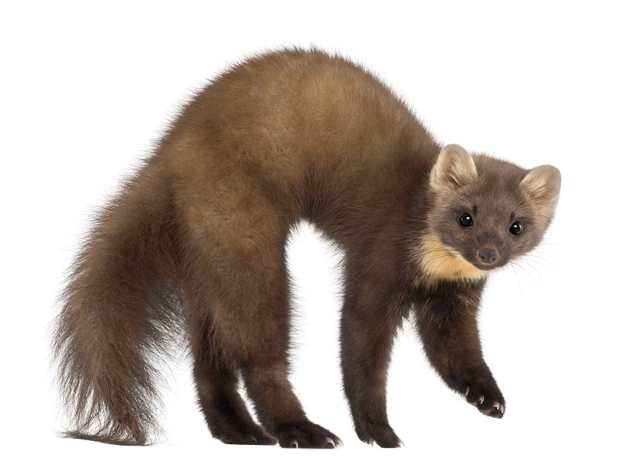 Соболь на английском - Sable