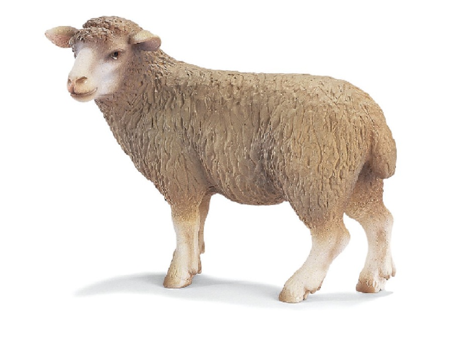 Овца на английском - Sheep