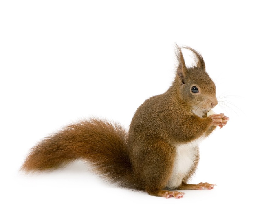 Белка на английском - Squirrel