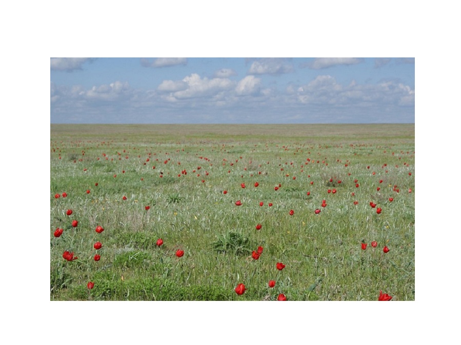 Степь на английском - Steppe
