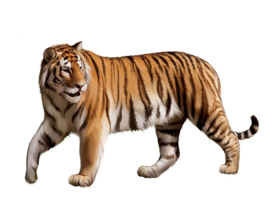 Тигр на английском - Tiger