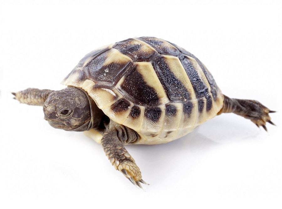 Черепаха на английском - Tortoise