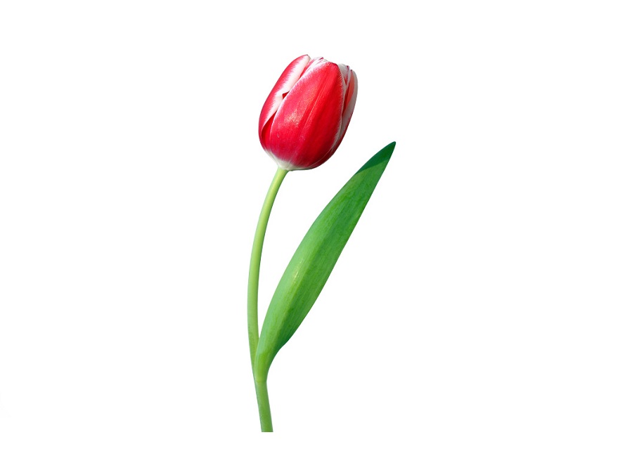 Тюльпан на английском - Tulip