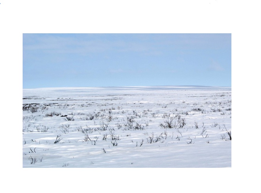 Тундра на английском - Tundra