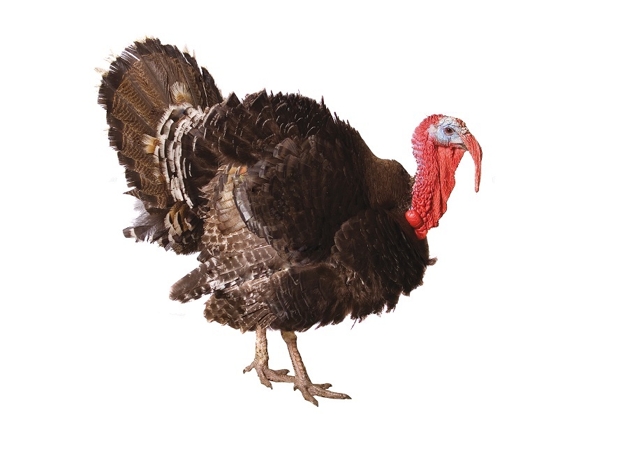 Индейка на английском - Turkey