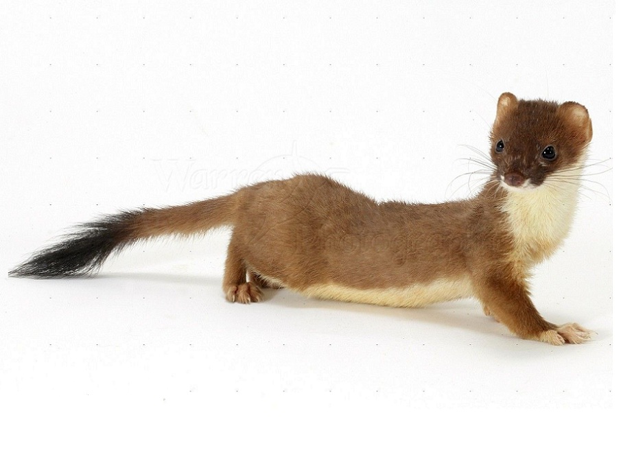 Ласка на английском - Weasel
