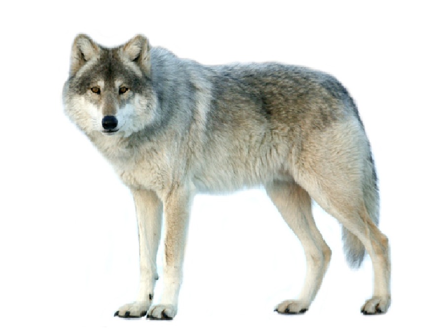 Волк на английском - Wolf