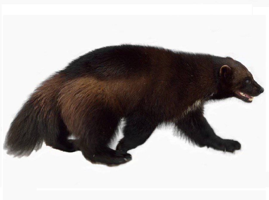 Росомаха на английском - Wolverine