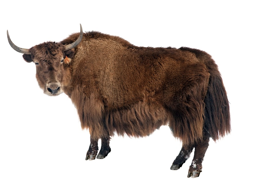 Як на английском - Yak