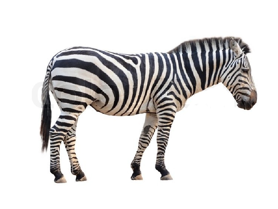 Зебра на английском - Zebra