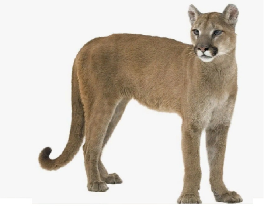 Пума на английском - Cougar